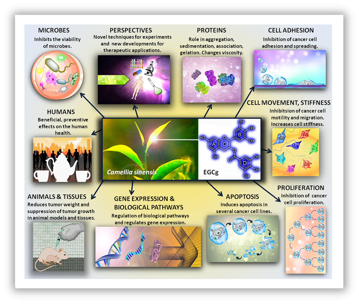 EGCG review