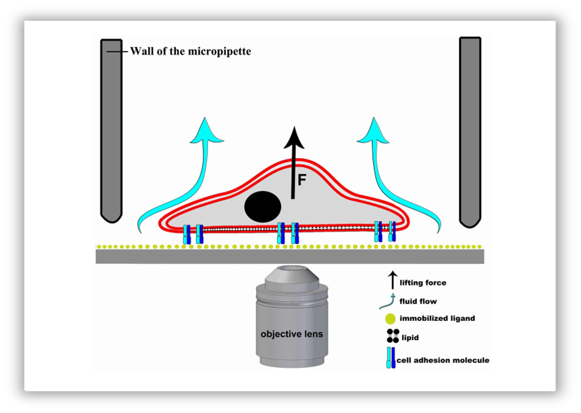 Adhesion force